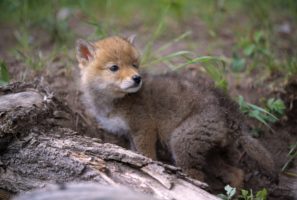 Baby Coyotes: Interesting Information