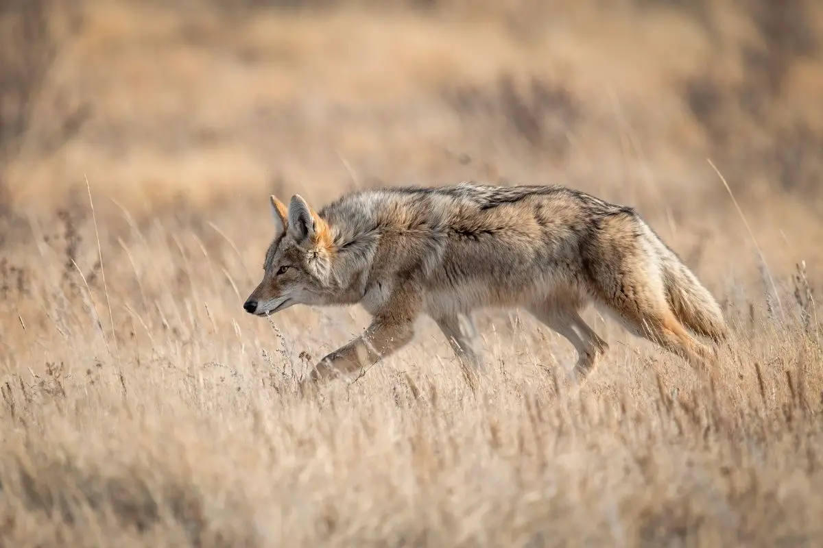 Coyote Behavior – Fascinating Facts About Coyotes