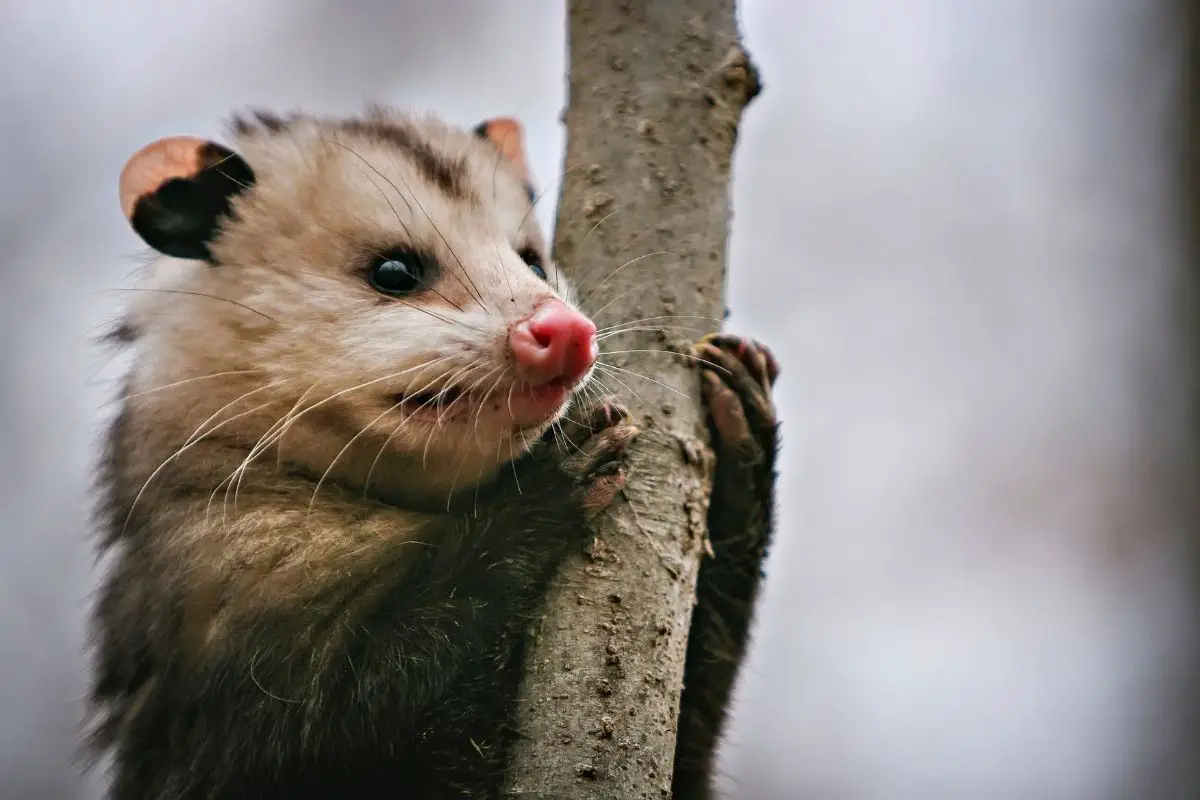 Possums and Humans: What You Need to Know