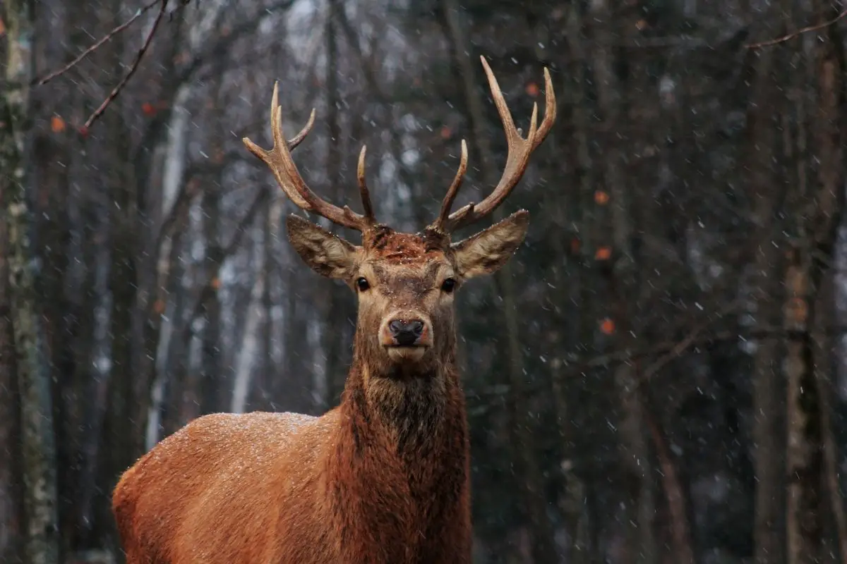 What Is A Male Deer Called?