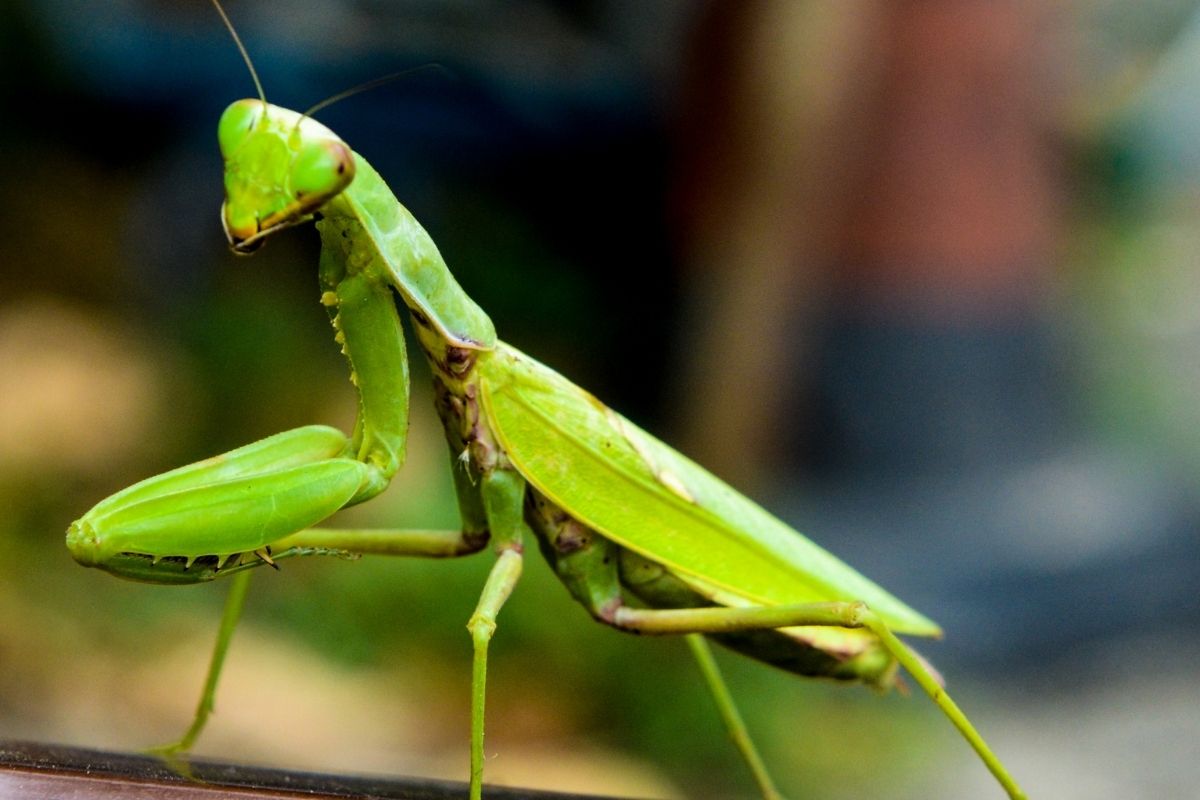How Long Can a Praying Mantis Live Without Food?