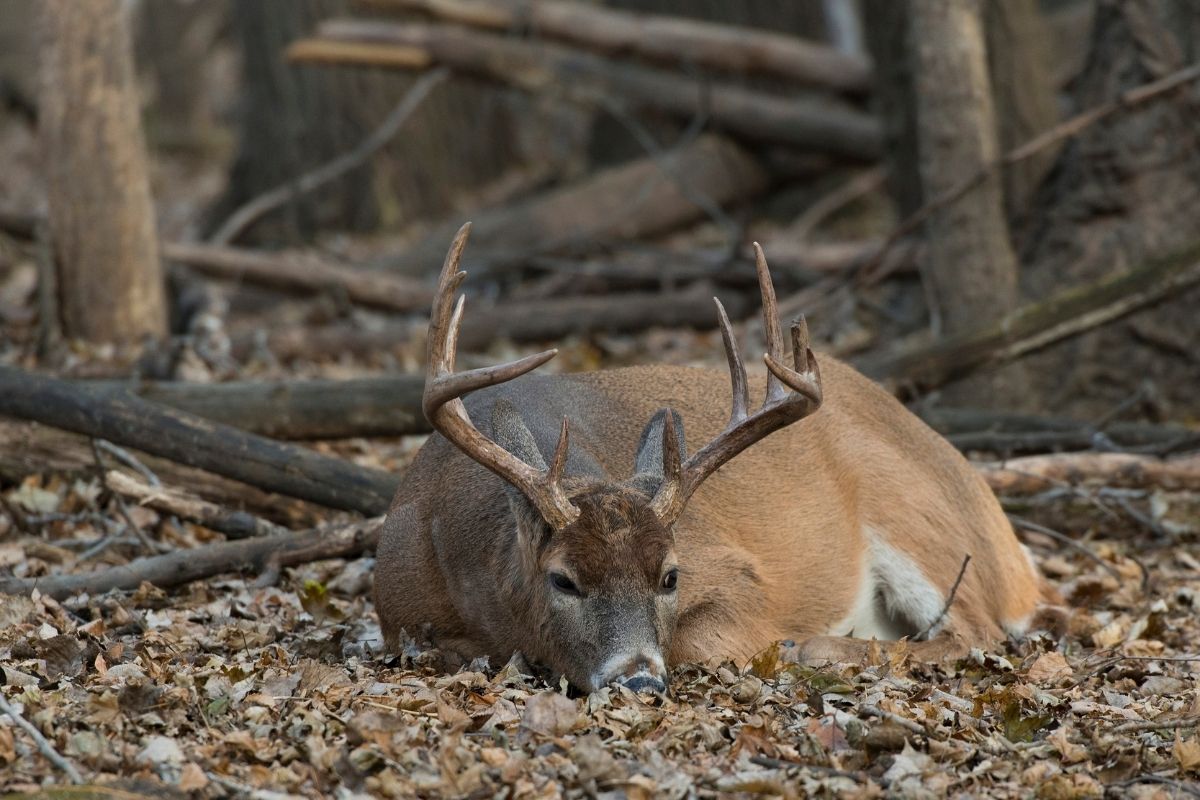 Where Do Deer Sleep? It May Surprise You